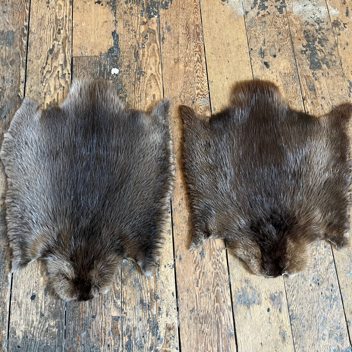 Beaver Pelts