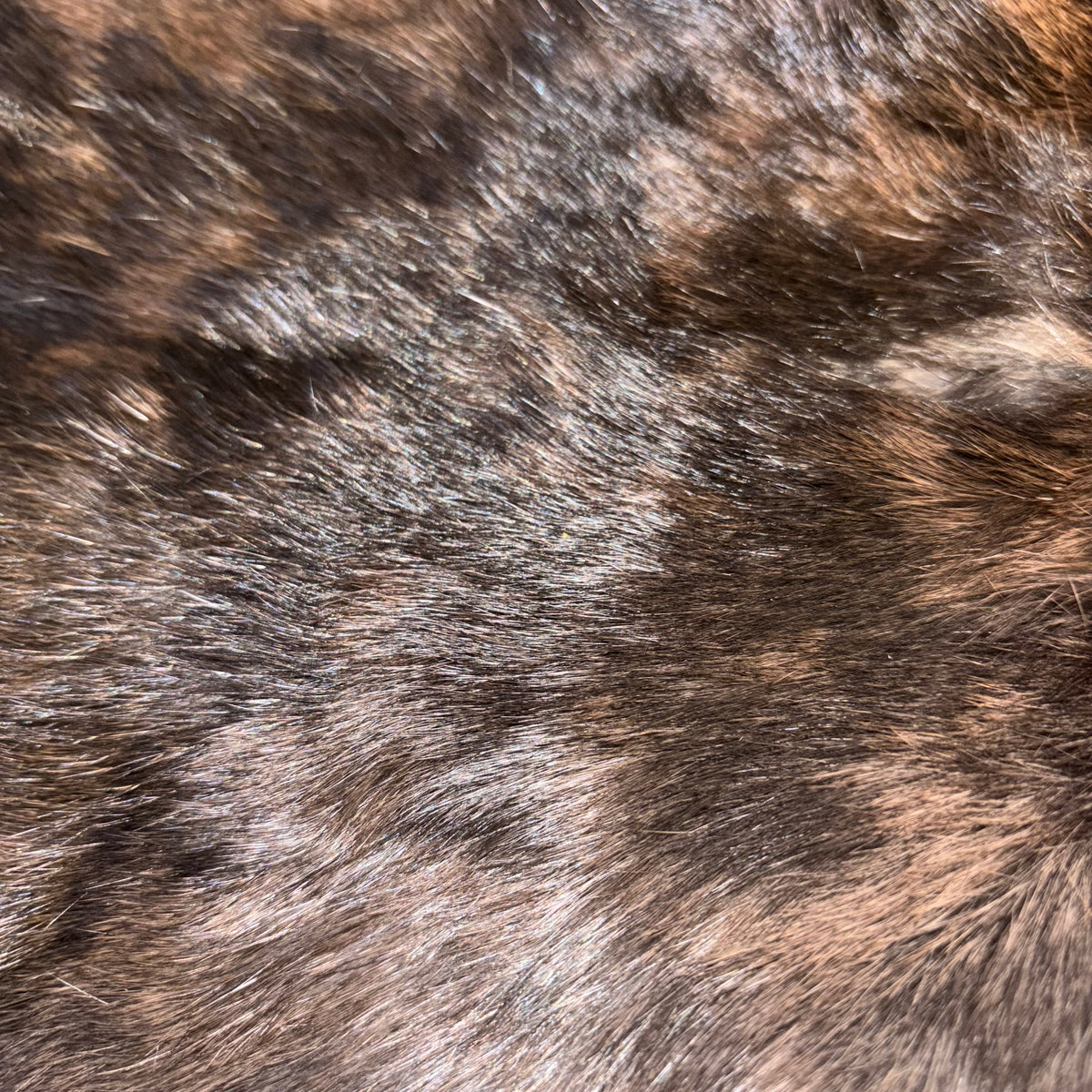 Rabbit Fur