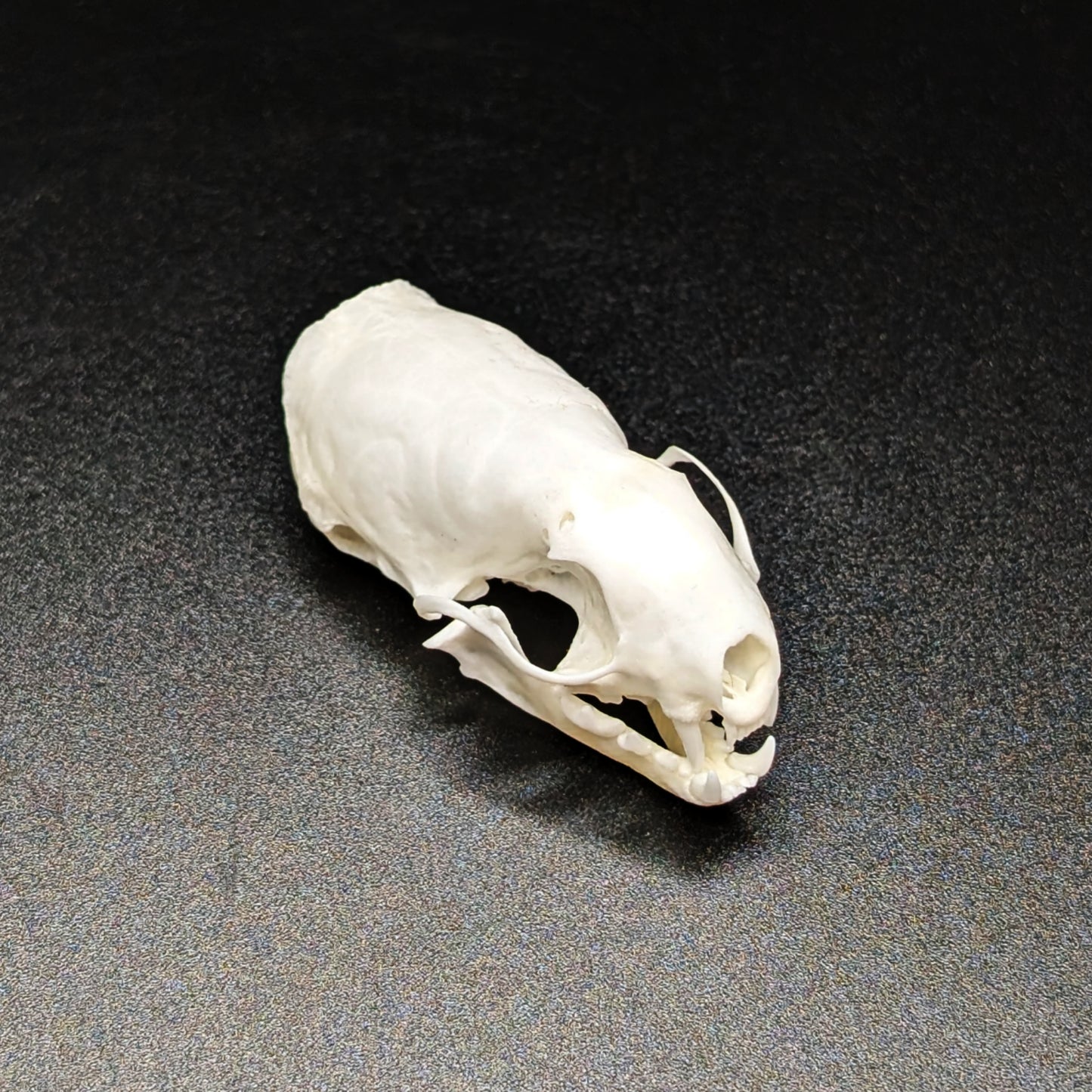 Ermine Weasel Skulls