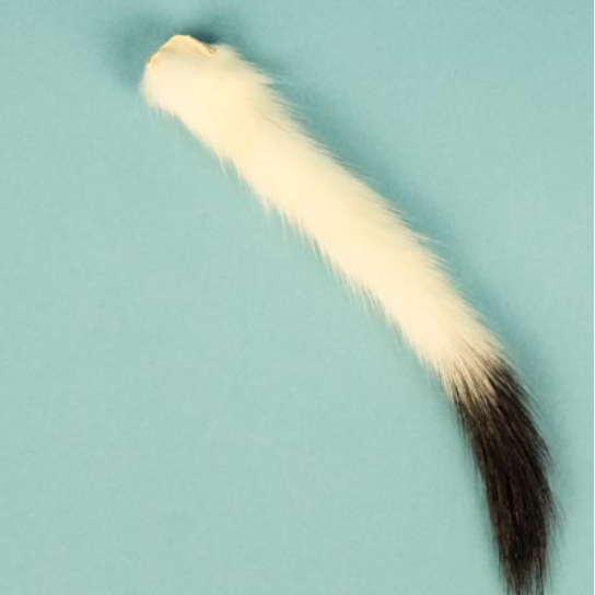 Ermine Tails