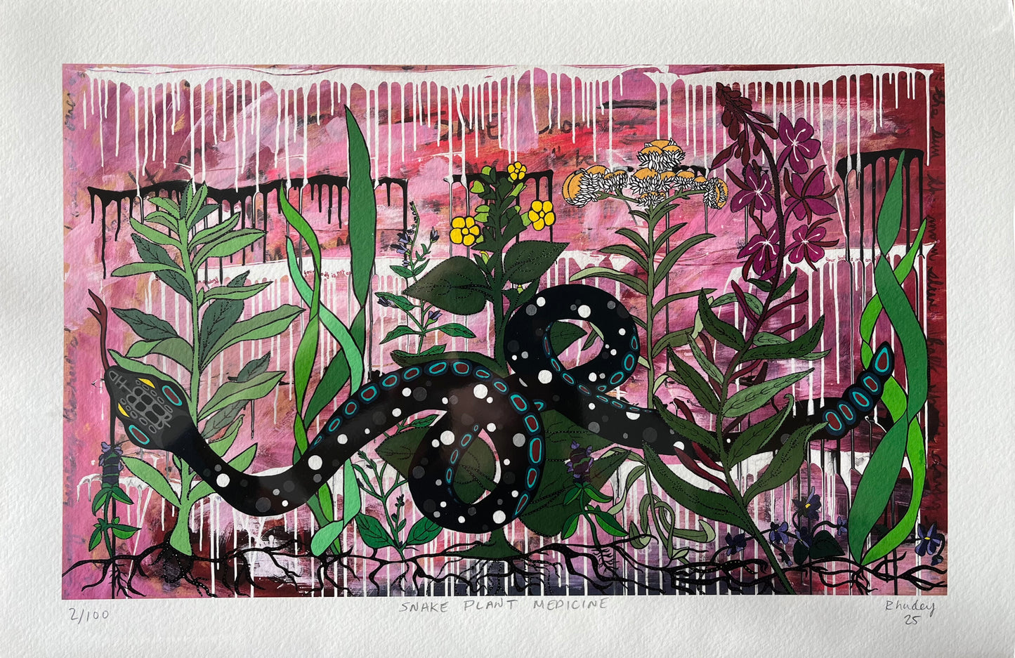 "Snake Plant Medicine" 14" X 9.5" Print by Rhudey