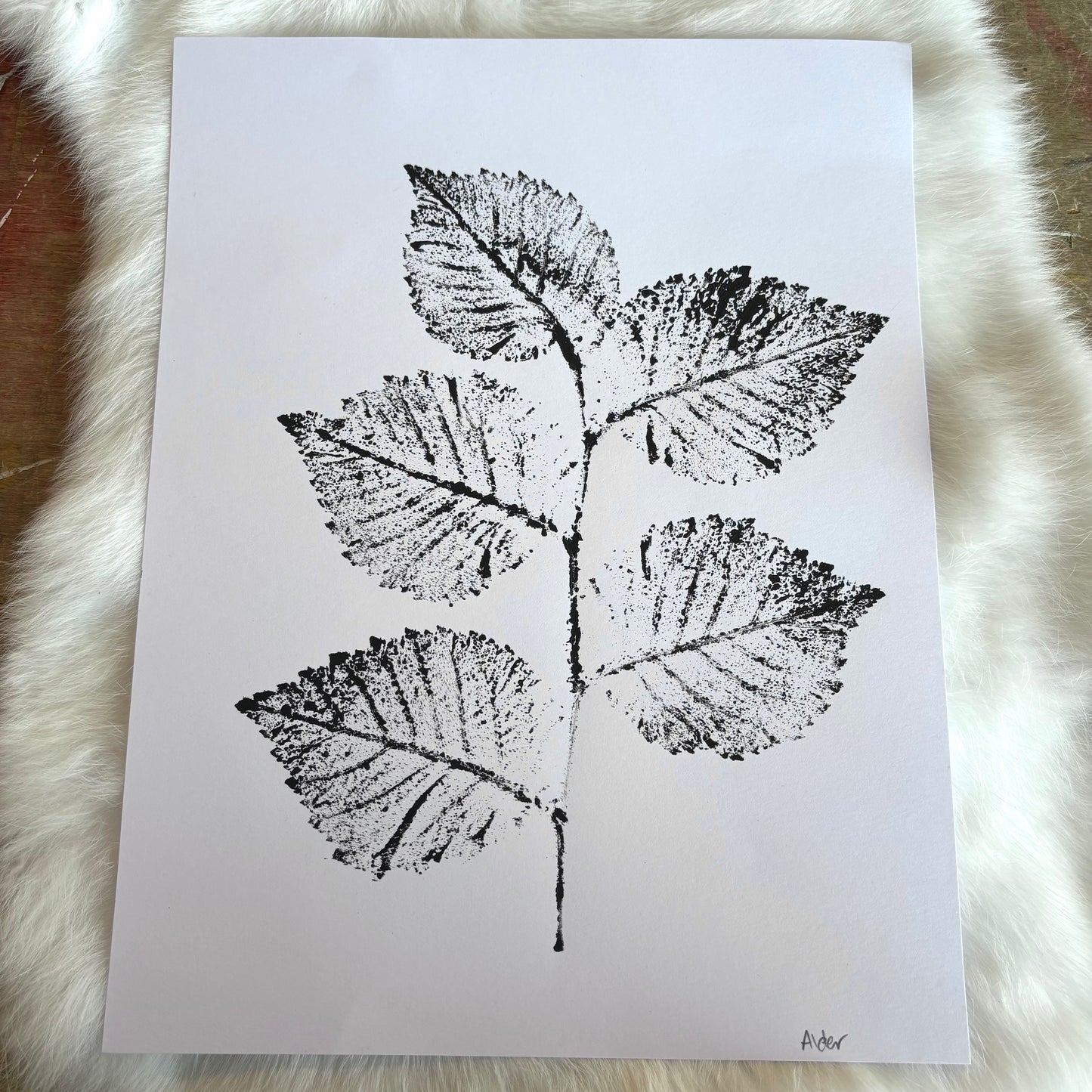 Botanical Prints - Various Images
