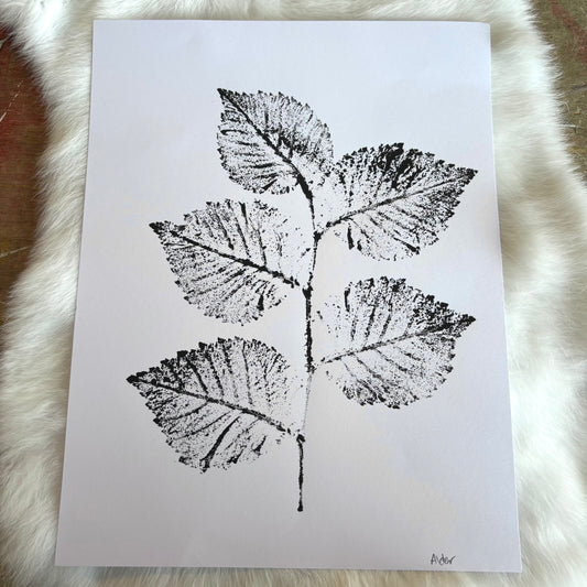 Botanical Prints - Various Images