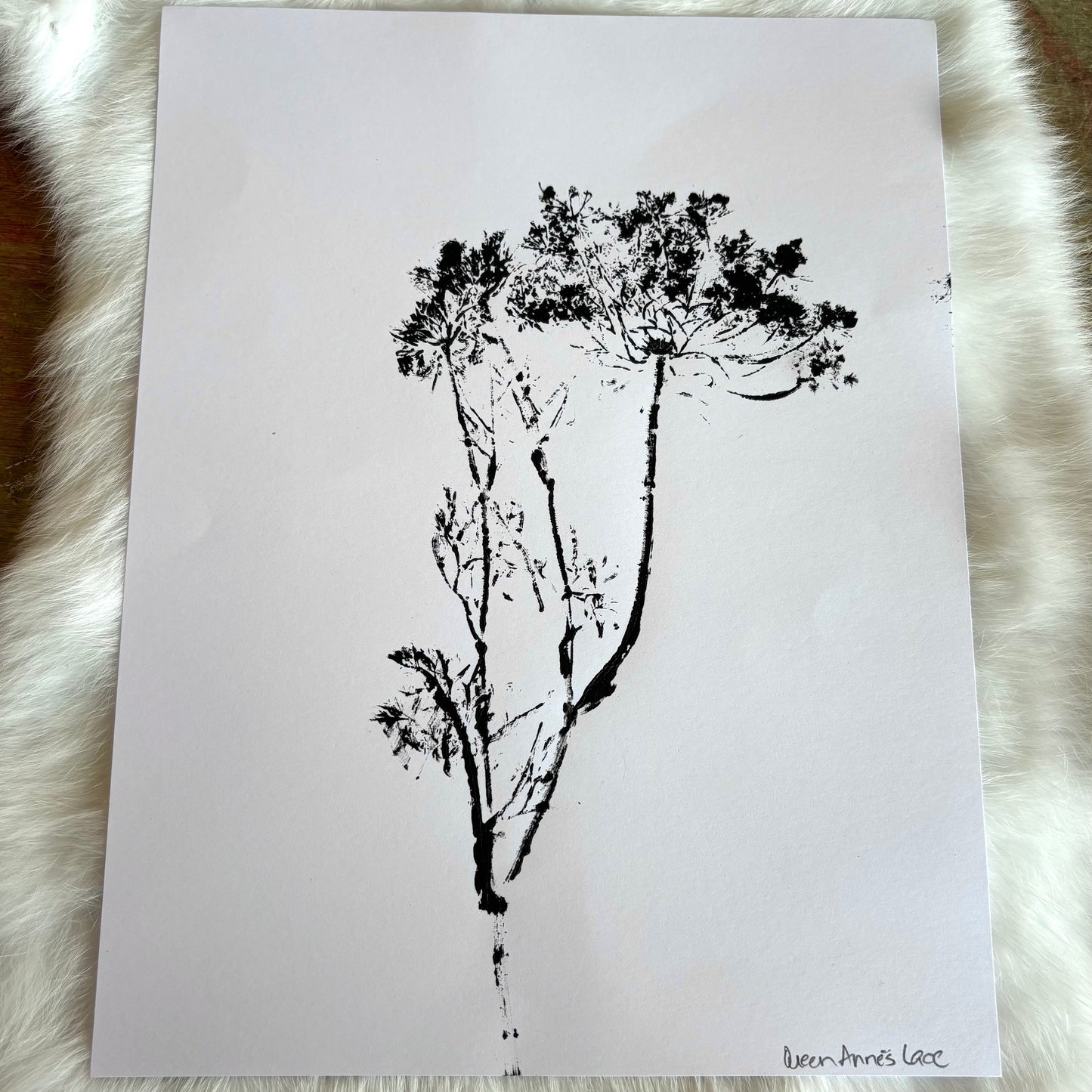 Botanical Prints - Various Images