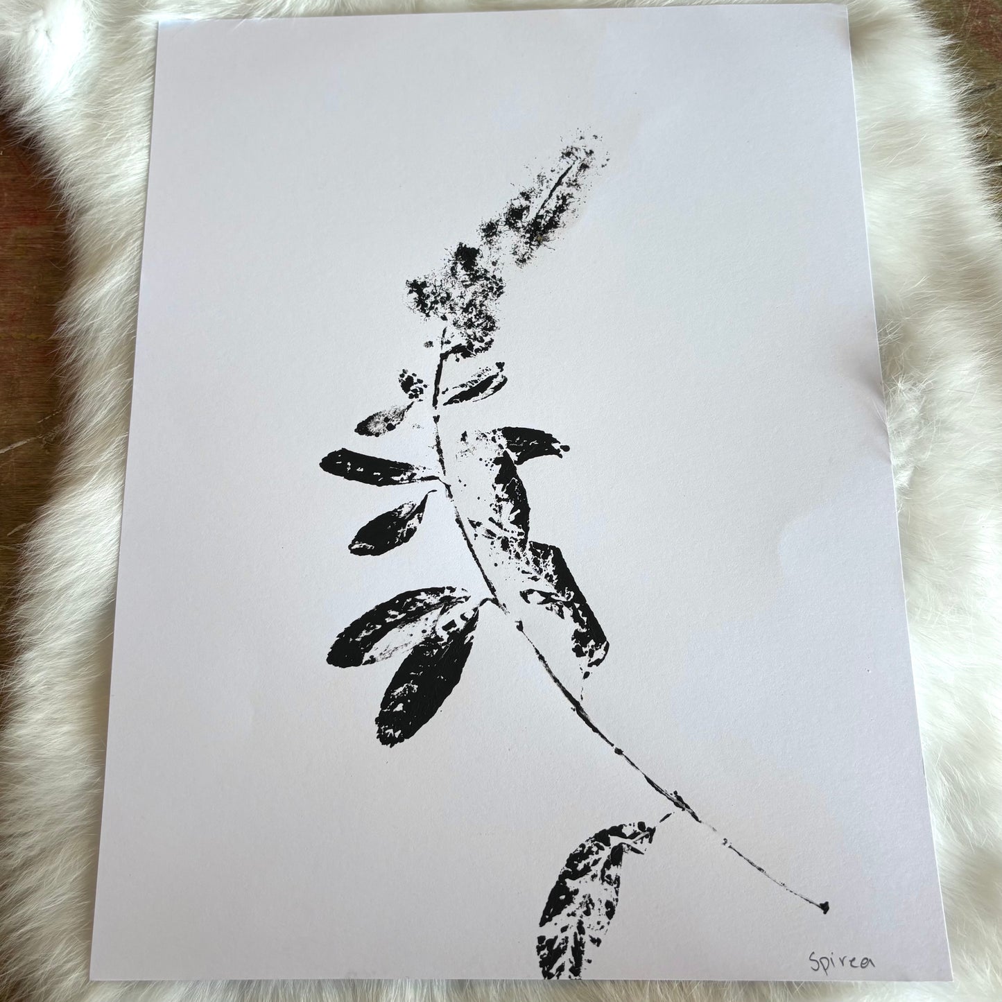 Botanical Prints - Various Images
