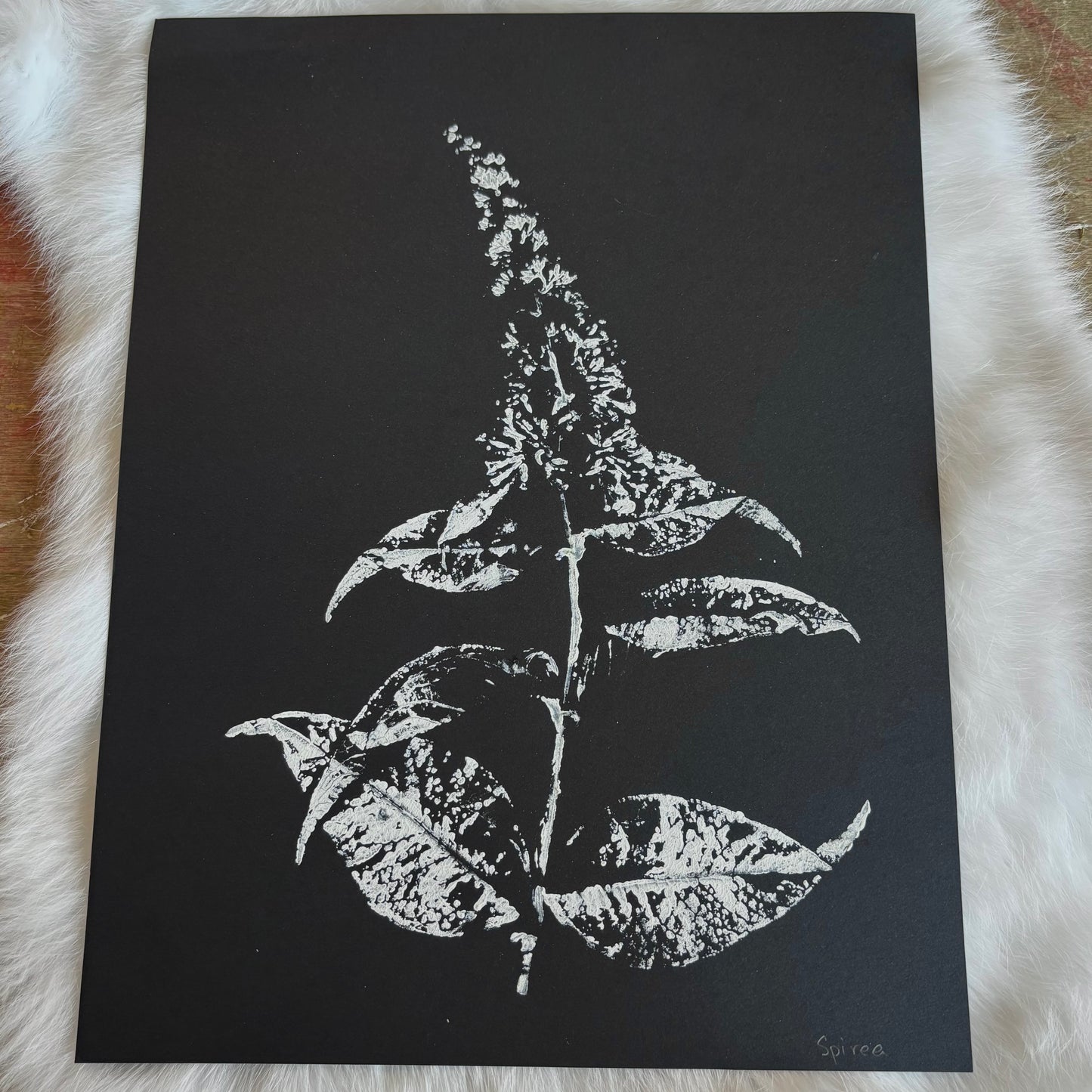 Botanical Prints - Various Images