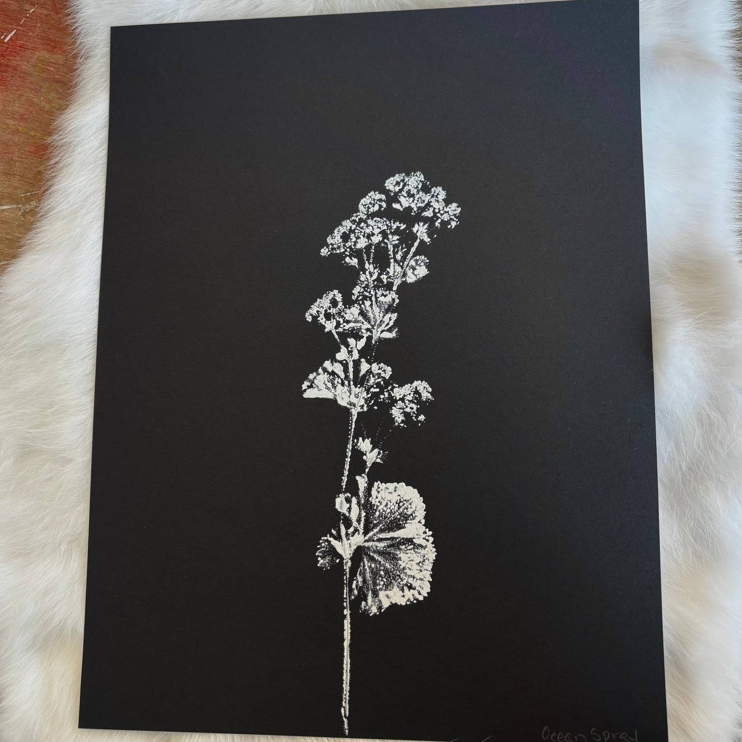 Botanical Prints - Various Images