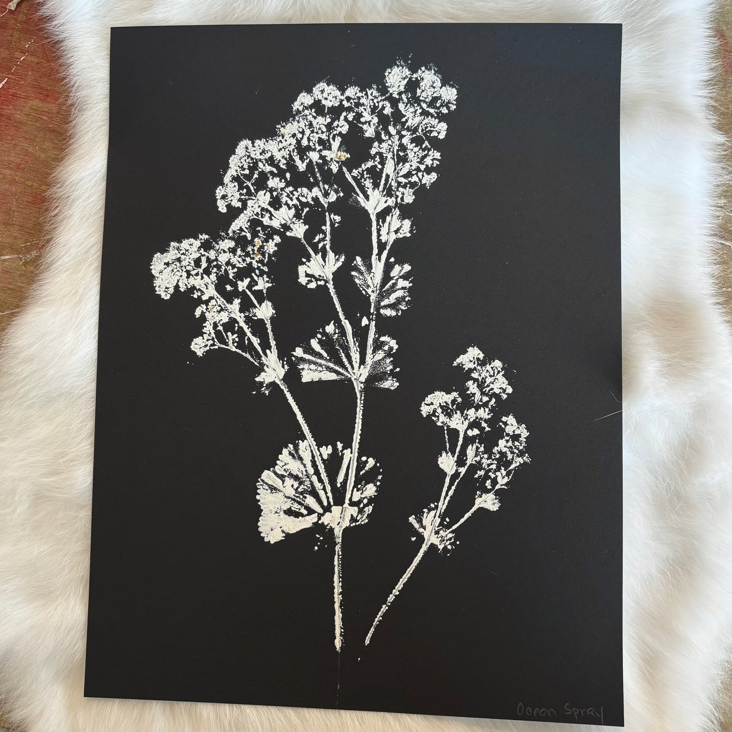 Botanical Prints - Various Images