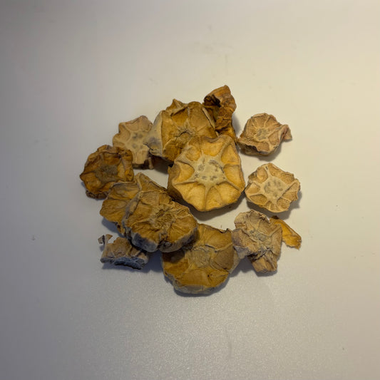 White Water Lily Root Medicine