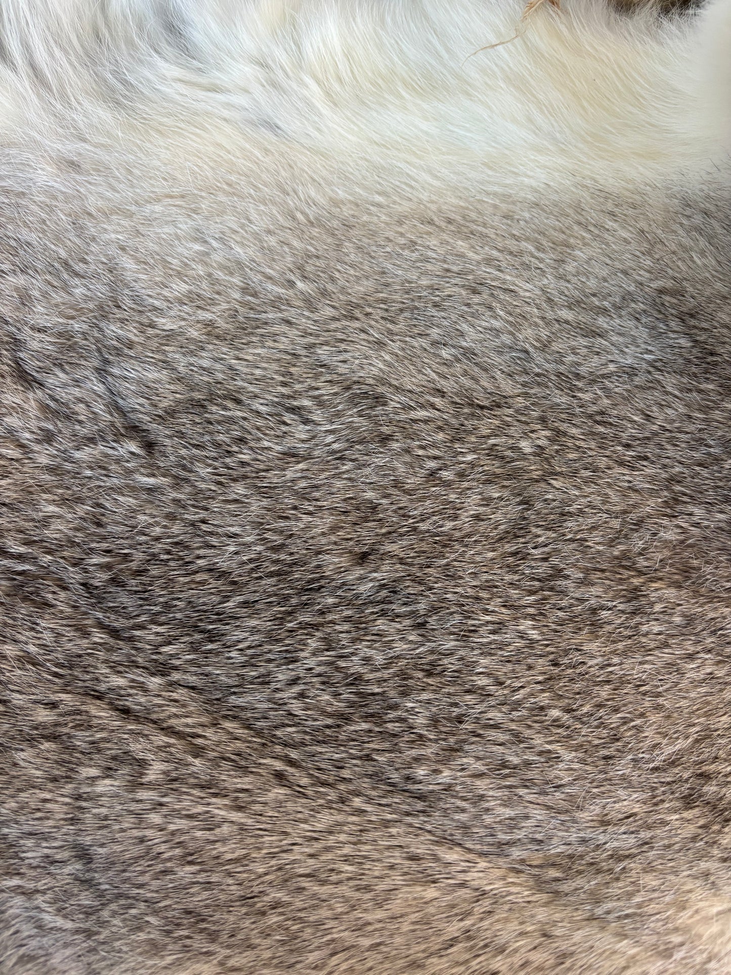 Rabbit Fur