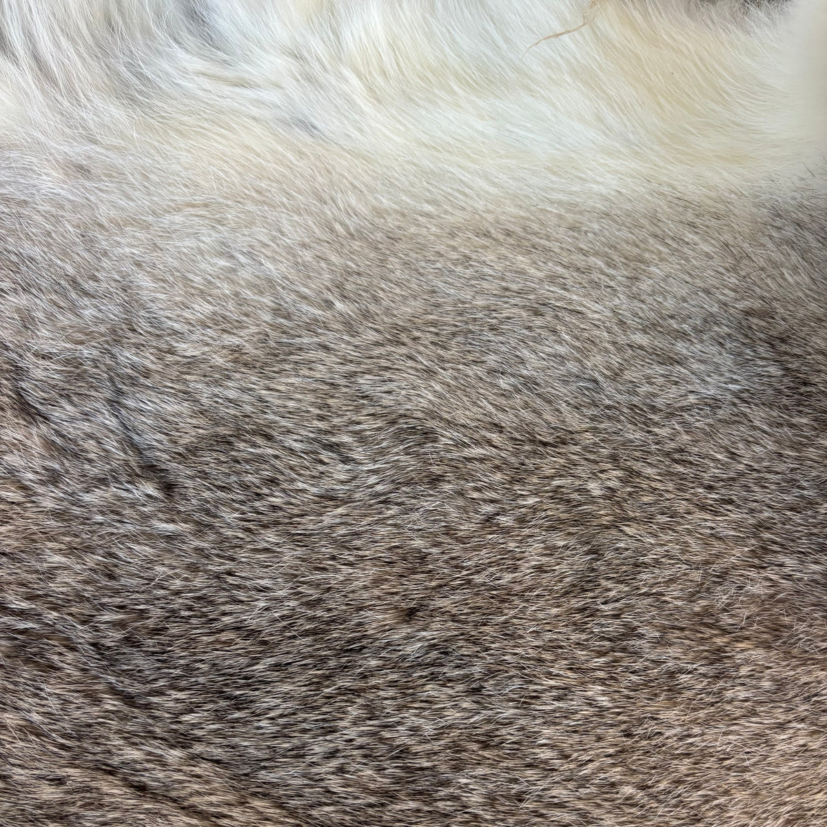 Rabbit Fur