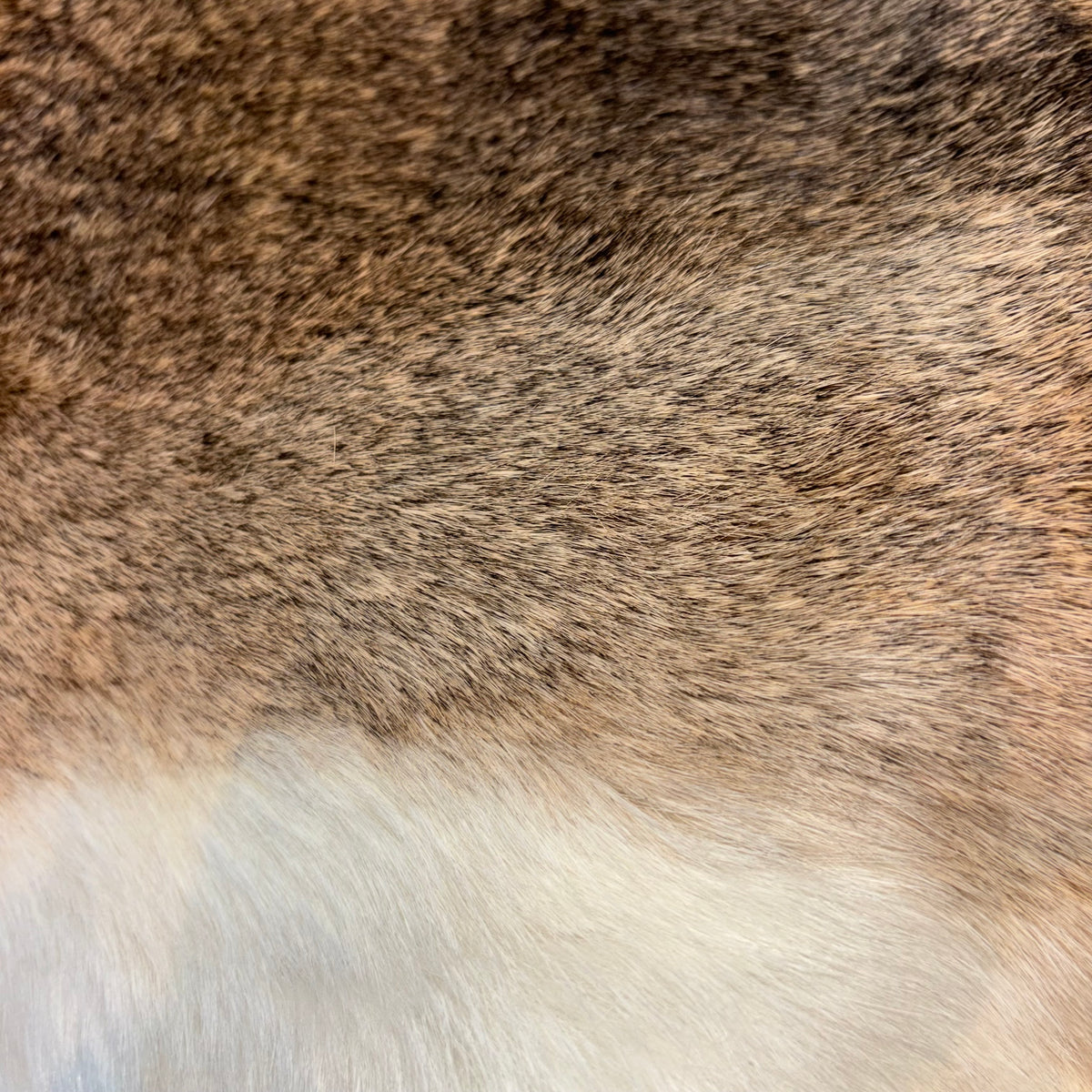 Rabbit Fur