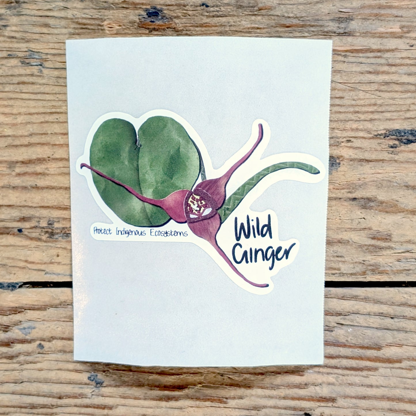Wild Ginger Sticker
