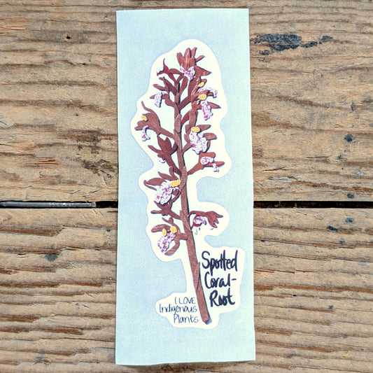 Spotted Coral Root Sticker