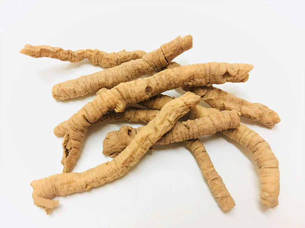 Senega Root