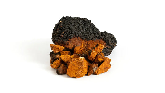 Chaga Mushroom