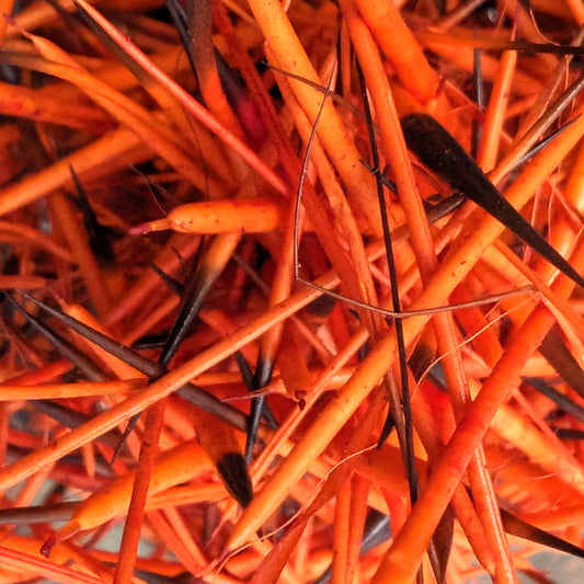 Porcupine Quills in Orange