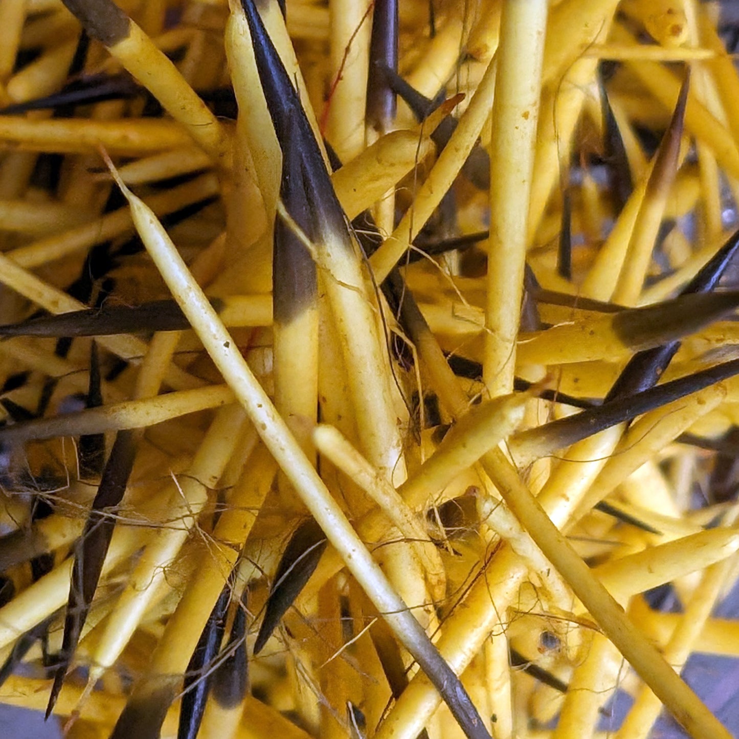 Porcupine Quills in Yellow