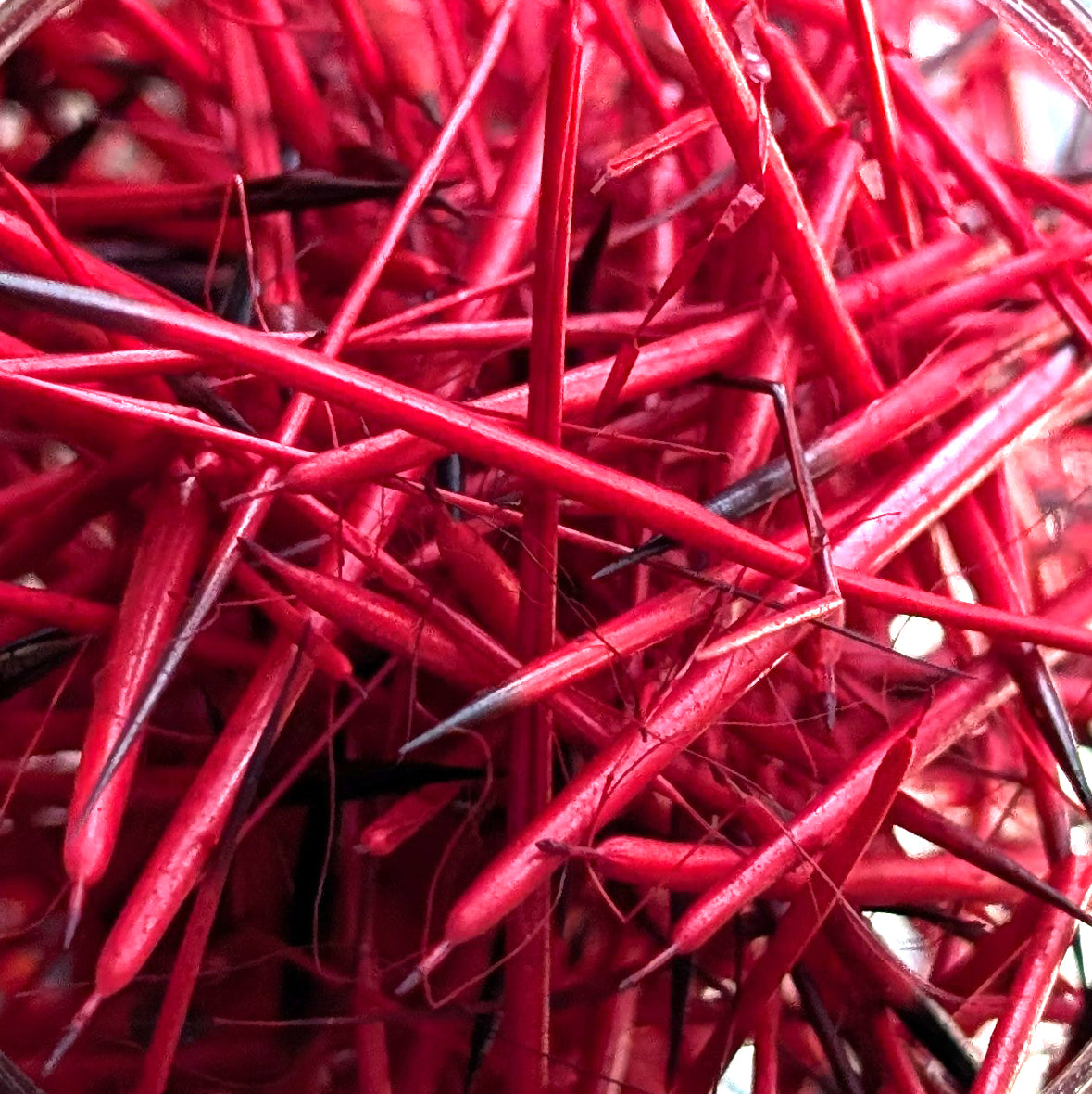 Porcupine Quills in Red